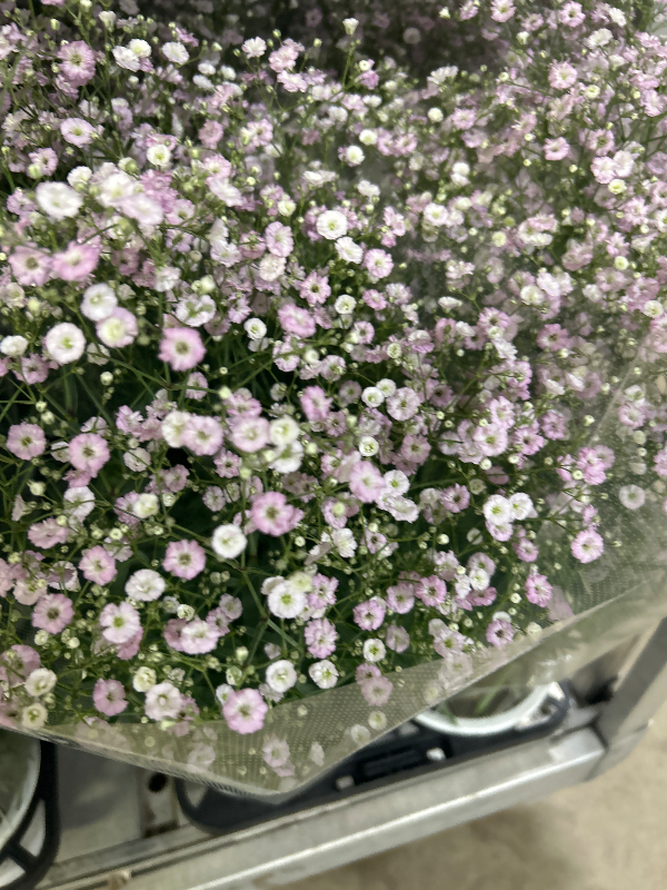 ピックアップ商品 宿根カスミ草