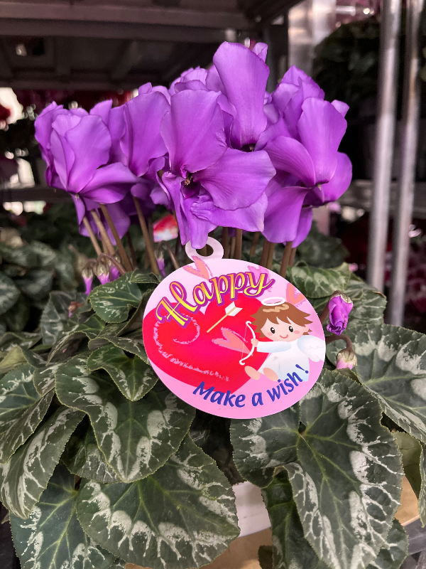 ピックアップ商品 シクラメン　ハッピー