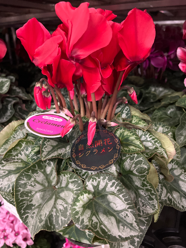 ピックアップ商品 シクラメン