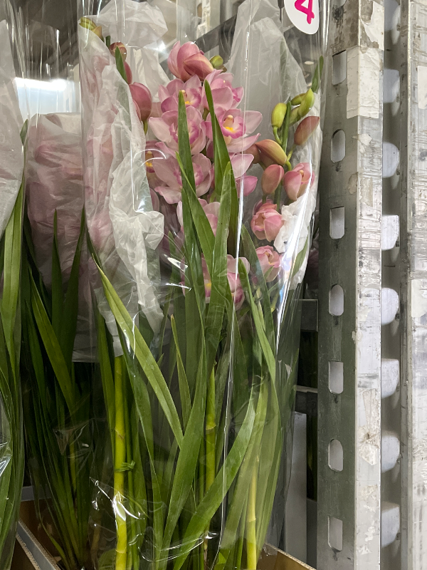 ピックアップ商品 シンビ　明るい未来